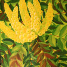 2012 Northwest Flower & Garden Show